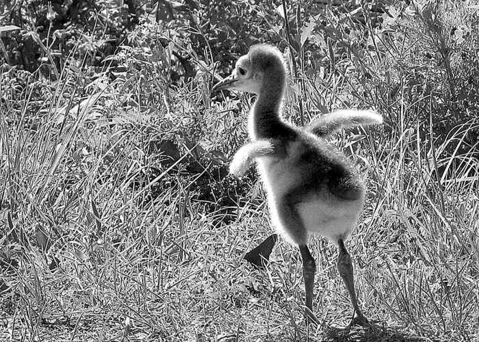 Sandhill Crane Greeting Card featuring the photograph Monochrome Baby Sandhill Crane  by Christopher Mercer