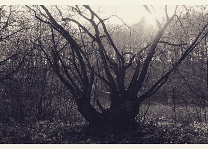 Monochrome Greeting Card featuring the photograph #monochrome #canon #tree #blackandwhite by Mandy Tabatt