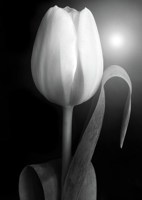 Tulips Greeting Card featuring the photograph Monochrome Tulip portrait by Terence Davis