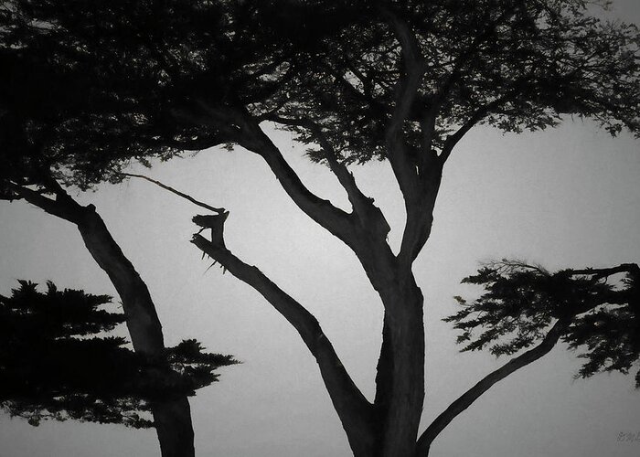 Tree Greeting Card featuring the photograph Monterey Cypress I BW by David Gordon