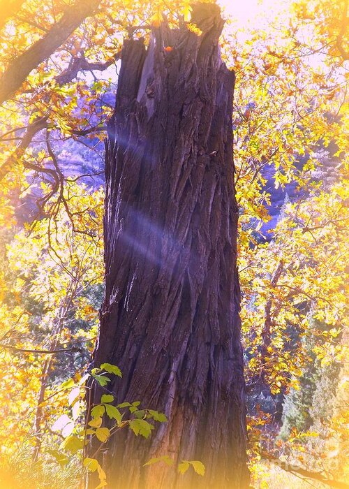 Monument To Old Man Cottonwood Shafts Of Late Afternoon Light Are Lavender Hill In Background Is Lavender Broken Trunk In Greys And Blues Yellow Leaves Surround Trunk As If To Inshrine Him In Love Greeting Card featuring the digital art Monument to Old Man Cottonwood by Annie Gibbons