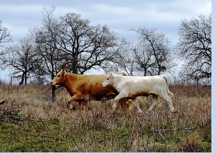 Cow Greeting Card featuring the photograph Moo On The Run by James Granberry