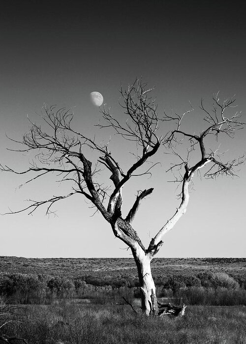 Landscapes Greeting Card featuring the photograph Moon and Memory at Bosque del Apache N M by Mary Lee Dereske