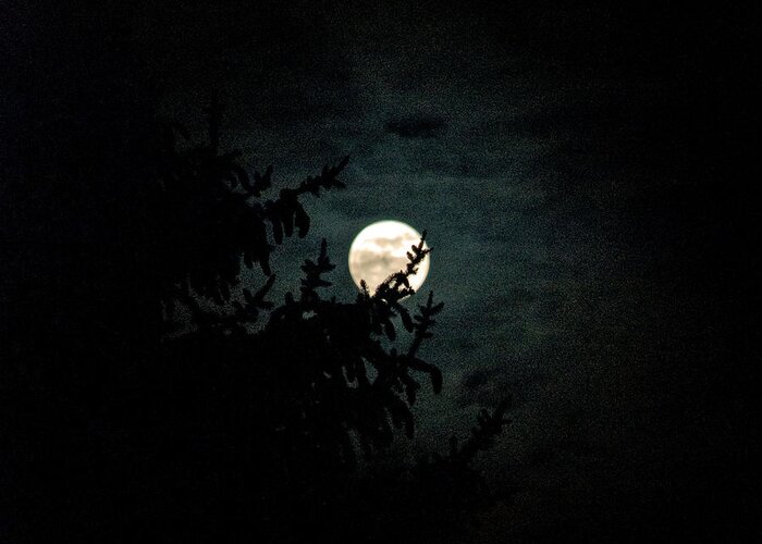  Greeting Card featuring the photograph Moonlight by Carol Eliassen