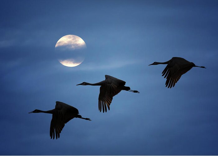 Sandhill Crane Greeting Card featuring the photograph Moonlit Flight by Susan Rissi Tregoning