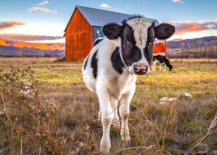 Cow Greeting Card featuring the photograph Mooove it by Ryan Smith