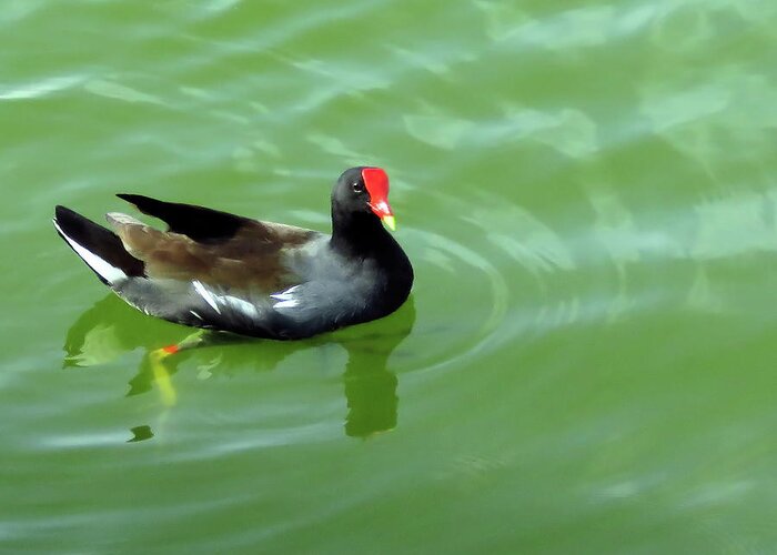 Moorhen Greeting Card featuring the photograph Moorhen by Rosalie Scanlon