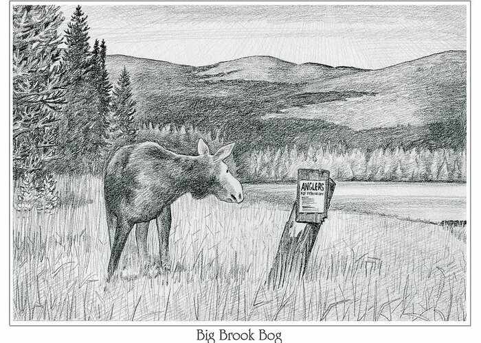 Moose Greeting Card featuring the drawing Moose at Big Brook Bog by Harry Moulton