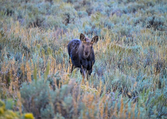 Grand Tetons Greeting Card featuring the photograph Moose calf in Grand Teton National Park by Marilyn Burton