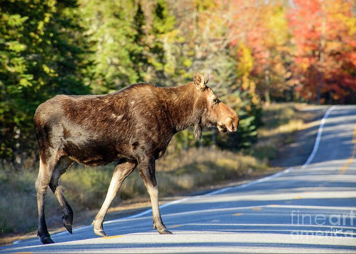 Moose Greeting Card featuring the photograph Moose Crossing the Road by Alana Ranney