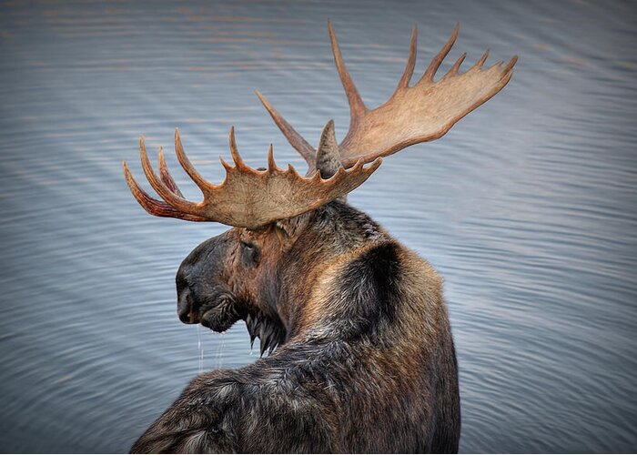 Moose Greeting Card featuring the photograph Moose Drool by Ryan Smith