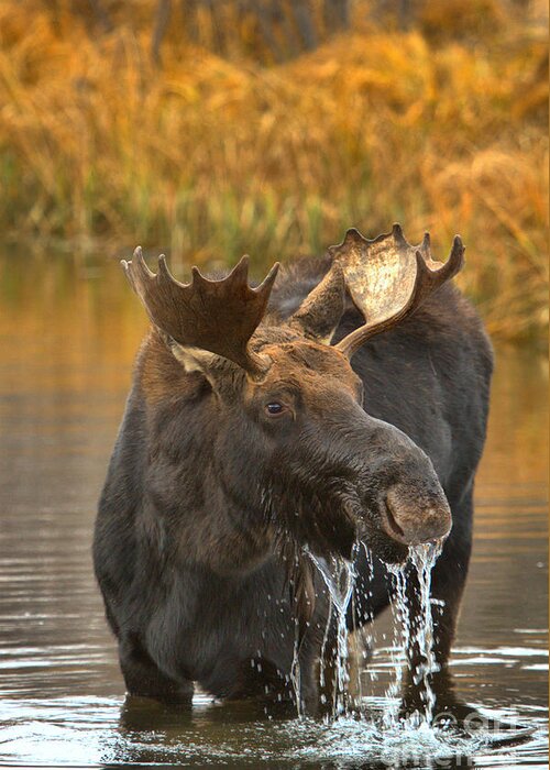 Moose Drool Greeting Card featuring the photograph Moose Gusher by Adam Jewell