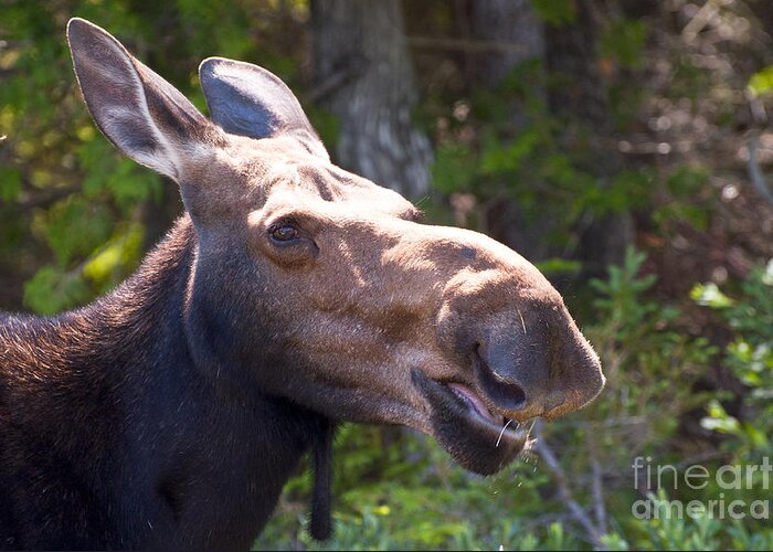 Moose Greeting Card featuring the photograph Moose Head Shot by Glenn Gordon