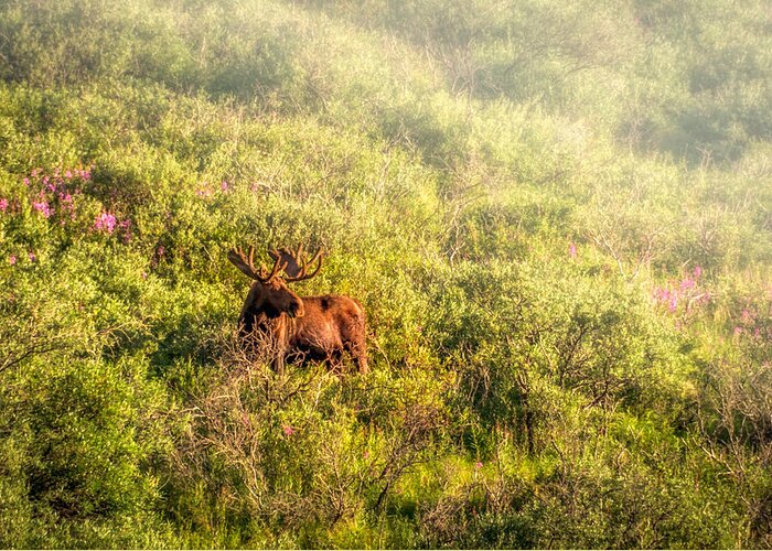 Moose Greeting Card featuring the photograph Moose in the mist by Claudia Abbott