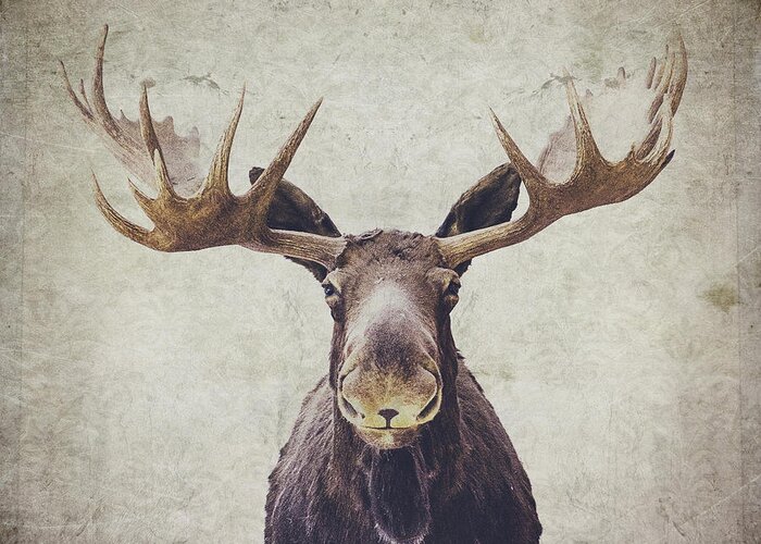 Moose Greeting Card featuring the photograph Moose by Nastasia Cook