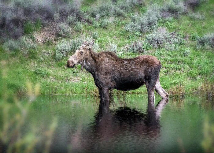 National Park Greeting Card featuring the photograph Moose Yellowstone NP_GRK6918_05222018 by Greg Kluempers