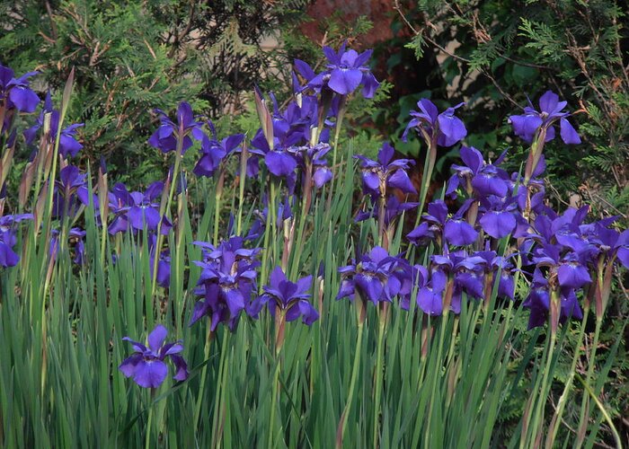 Blue Greeting Card featuring the photograph More Iris by Tim Donovan