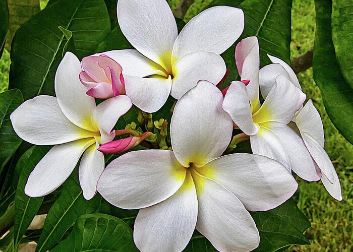 Frangipani Greeting Card featuring the photograph More Plumeria Flowers in Key West by Bob Slitzan