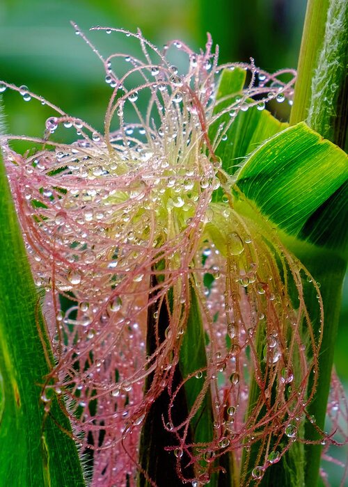 Flowers Greeting Card featuring the photograph Morning Dew on the Corn by Roberta Kayne