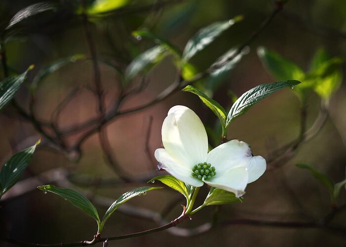 Dogwood Greeting Card featuring the photograph Morning Dogwood at Buffalo River Trail by Michael Dougherty