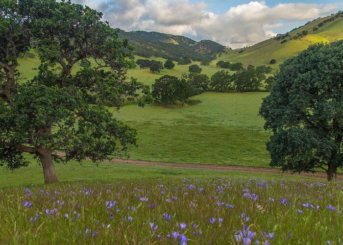Landscape Greeting Card featuring the photograph Morning Flowers at Round Valley by Marc Crumpler