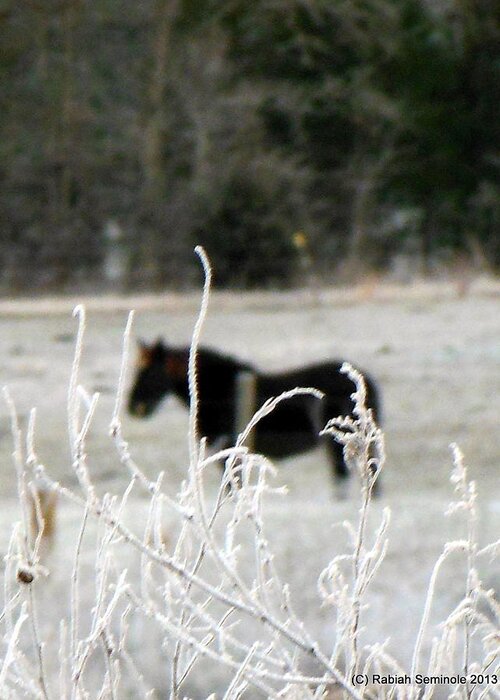 Horse Greeting Card featuring the photograph Morning Frost by Rabiah Seminole