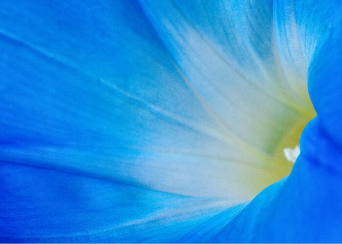 Blue Yellow Flower Fauna Macro Greeting Card featuring the photograph Morning Glory by Carolyn D'Alessandro