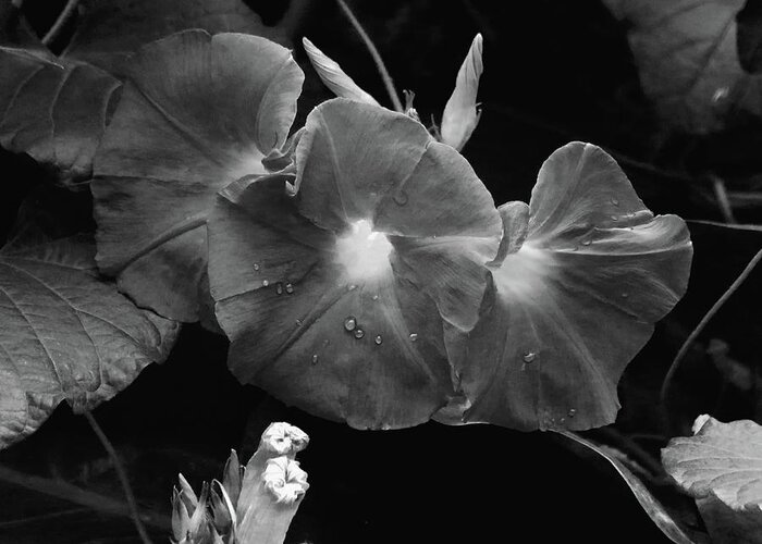 Morning Glory Greeting Card featuring the photograph Morning Glory Monochrome by Jeff Townsend