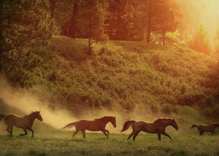 Horse Greeting Card featuring the photograph Running Free by Ryan Courson