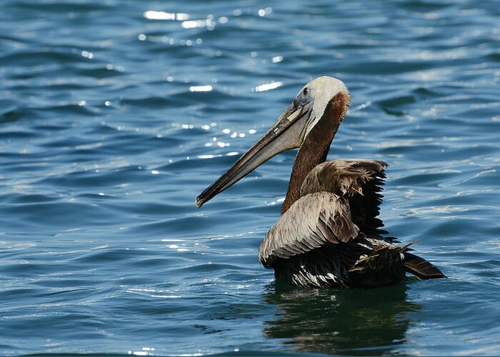 Brown Pelican Greeting Card featuring the photograph Morning Glow by Fraida Gutovich