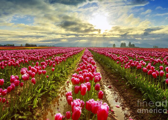 Skagit Valley Greeting Card featuring the photograph Morning High by Beve Brown-Clark Photography