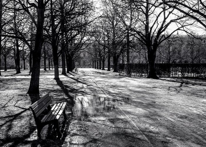 Hofgarten Trees Black White Morning Bench Park Munich Germany T.s. Eliot Deutschland Greeting Card featuring the photograph Morning in the Hofgarten by Ross Henton