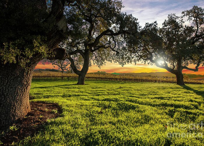 Napa Greeting Card featuring the photograph Morning in Wine Country by Jon Neidert