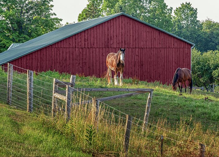 Horse Greeting Card featuring the photograph Morning in the Pasture by Rod Best