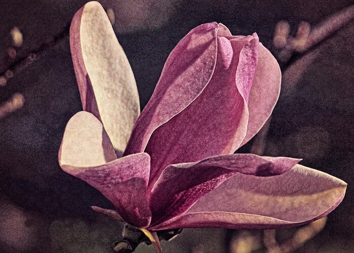 Magnolia Greeting Card featuring the photograph Morning Magnolia Brocade by Theo O'Connor