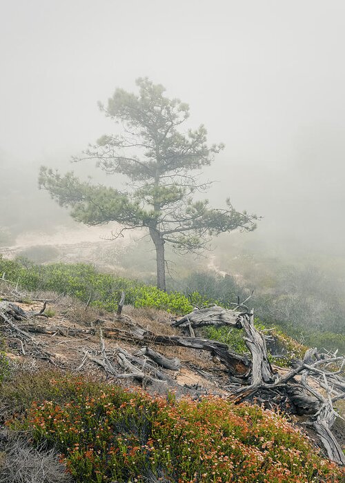Torrey Pine Greeting Card featuring the photograph Morning Mist in Torrey Pines by Joseph Smith