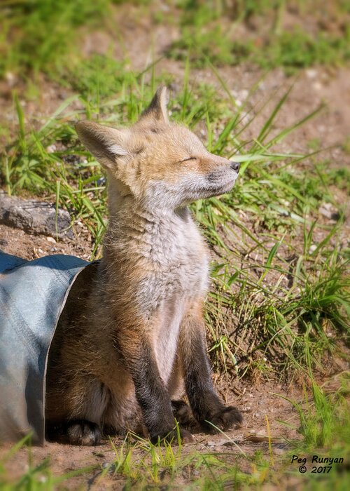 Fox Greeting Card featuring the photograph Morning Nap by Peg Runyan