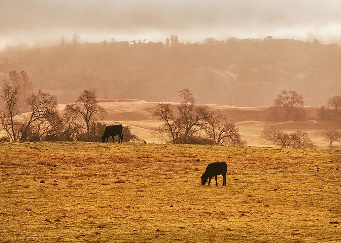 Sunrise In Foggy Pasture Greeting Card featuring the photograph Morning Pasture by Frank Wilson