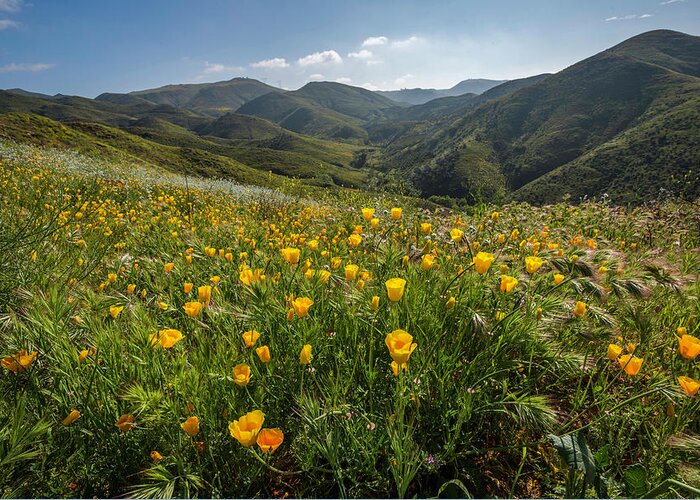 Landscape Greeting Card featuring the photograph Morning Poppy Hillside by Scott Cunningham