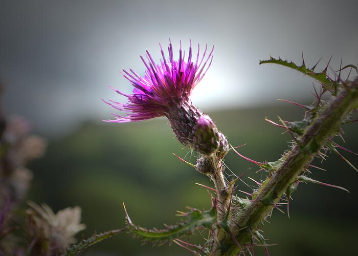 Thistle Greeting Card featuring the photograph Morning Purple Thistle. by Terence Davis