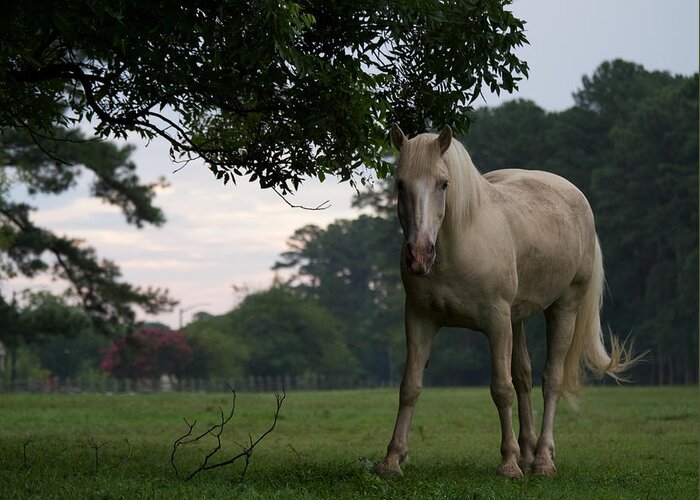 Horse Greeting Card featuring the photograph Morning by Rachel Morrison