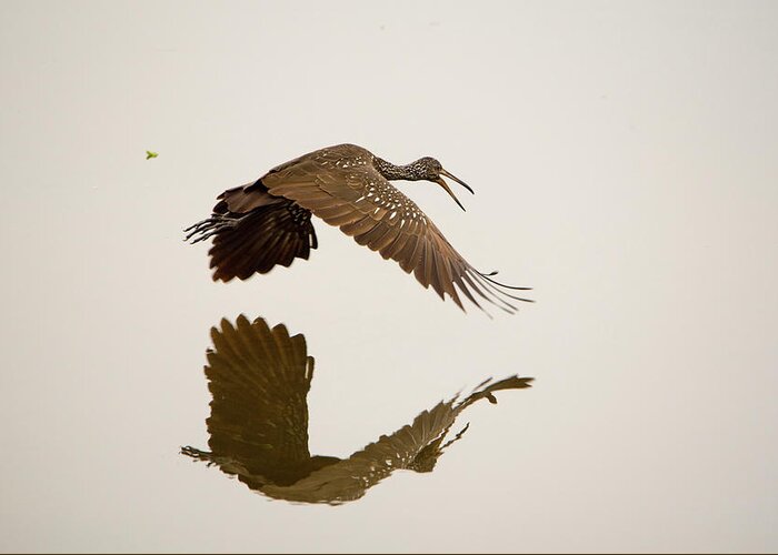 Limpkin Greeting Card featuring the photograph Morning Reflection by Artful Imagery
