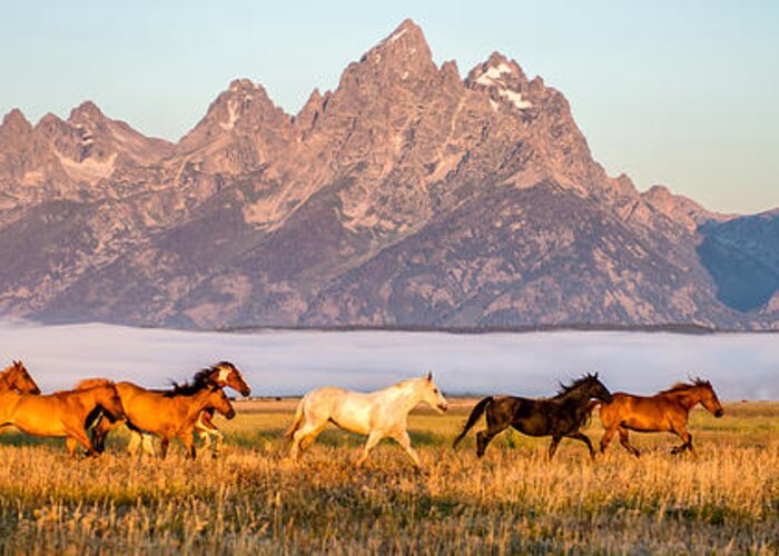 Grand Teton Greeting Card featuring the photograph Morning Roundup at Triangle X Ranch by Matt Hammerstein