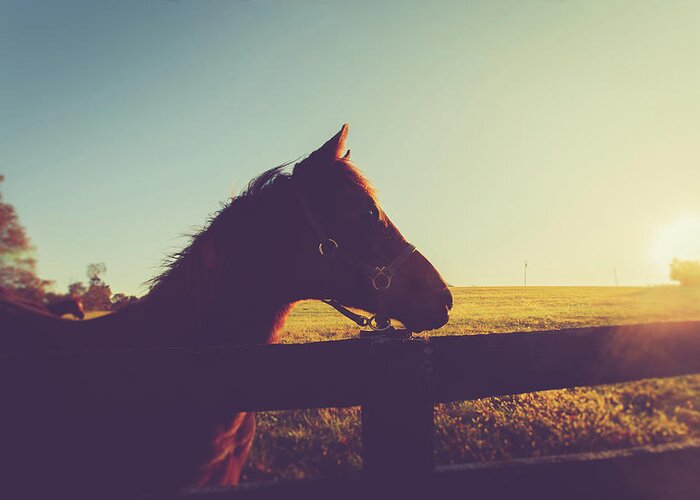 Horse Greeting Card featuring the photograph Morning by Shane Holsclaw