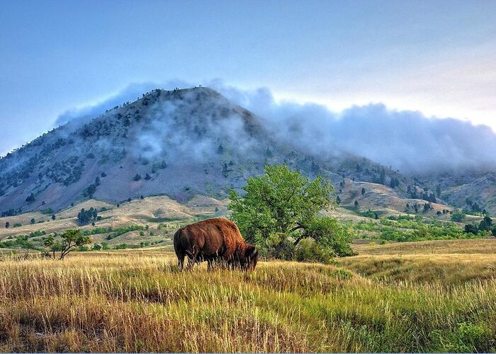 Bison Greeting Card featuring the photograph Morning Shift by Fiskr Larsen