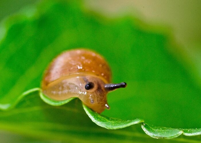 Wall Art Greeting Card featuring the photograph Morning Snail by Jeffrey PERKINS