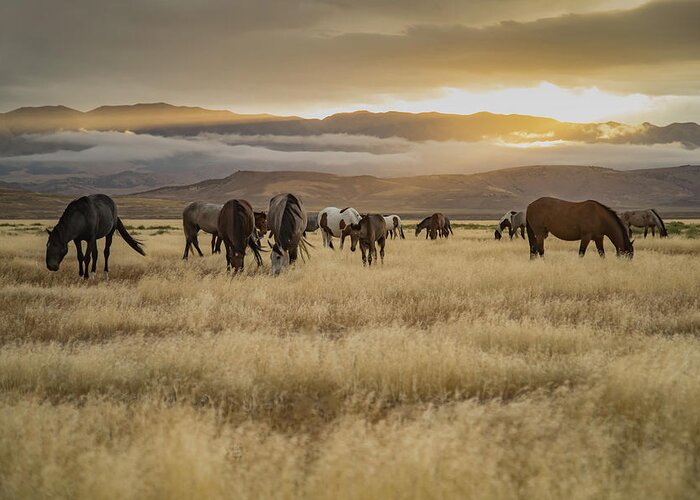 Horse Greeting Card featuring the photograph Morning Splendor by Kent Keller