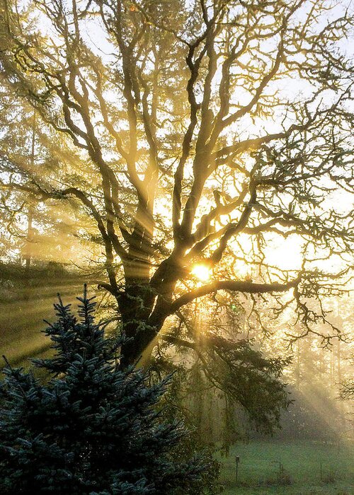 Tree Greeting Card featuring the photograph Morning Sunburst by Mike Bergen