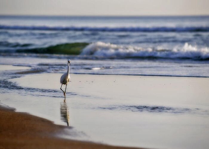 Bird Greeting Card featuring the photograph Morning Walk At Ormond Beach by Steven Sparks