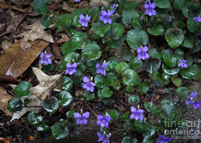 Woods Greeting Card featuring the photograph Morning Wild Violets by Patricia Babbitt